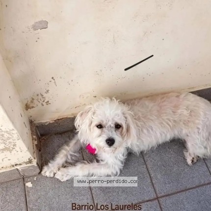 Foto 1/1 Zoe Perro perdido en Asuncion