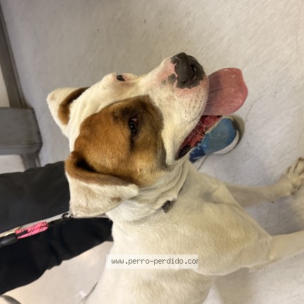 Foto 1/1 Perro encontrado Encontrado en Santiago
