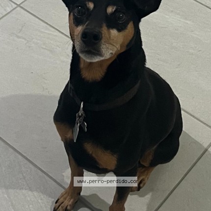 Foto 1/1 Perro encontrado Encontrado en Cayey