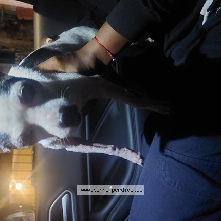 Foto 1/1 Perro encontrado Encontrado en Panama Detras Del Don Lee Del Do