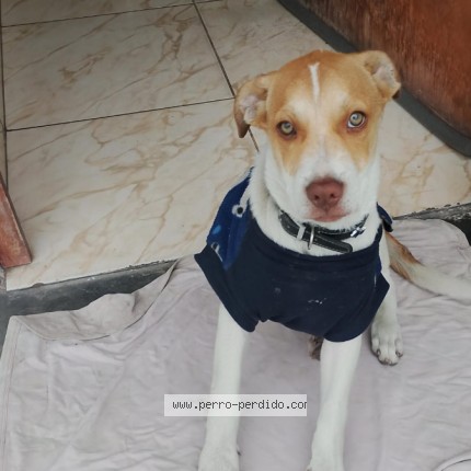 Foto 1/1 Perro encontrado Encontrado en San Martin De Porres