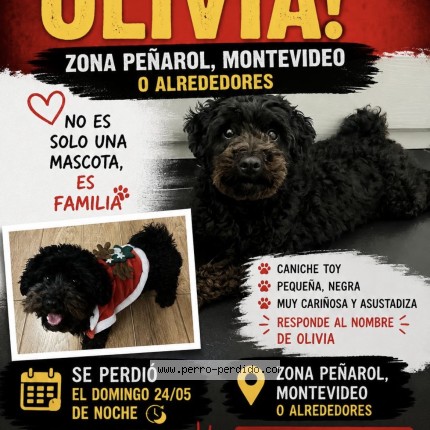 Foto 1/1 olivia Perro perdido en Montevideo