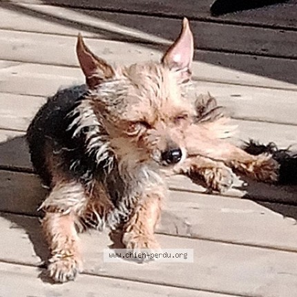 Foto de un perro reunido en Mazet St Voy