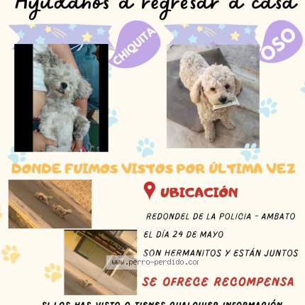 Foto 1/1 Chiquita Perro perdido en Ambato