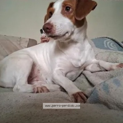 Foto 1/3 lisi Perro perdido en Rosario