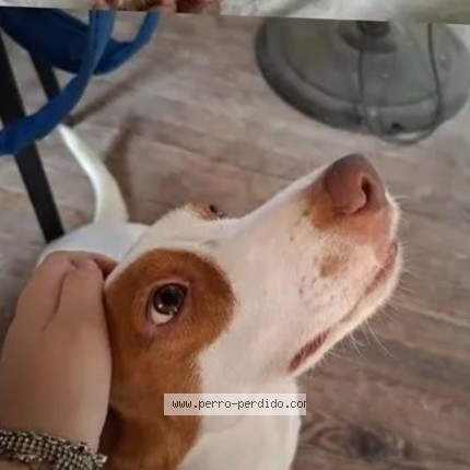 Foto 3/3 lisi Perro perdido en Rosario