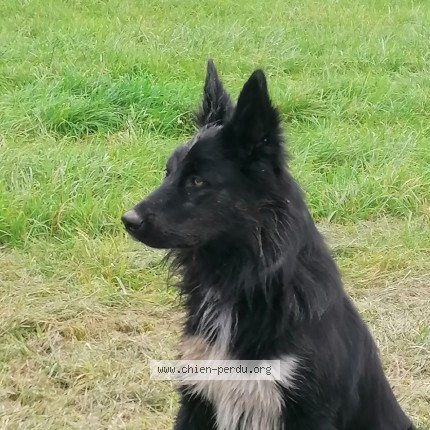 Foto de un perro reunido en Gye Sur Seine