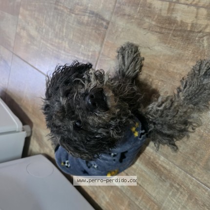 Foto 1/1 Perro encontrado Encontrado en Buenos Aires
