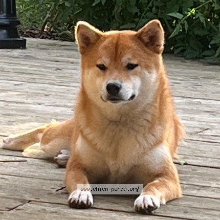 Foto de un perro reunido en Sorel Moussel