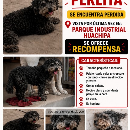 Foto 1/1 Perlita Perro perdido en Lima