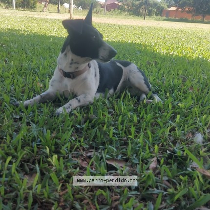 Foto 1/1 NINA Perro perdido en Luque