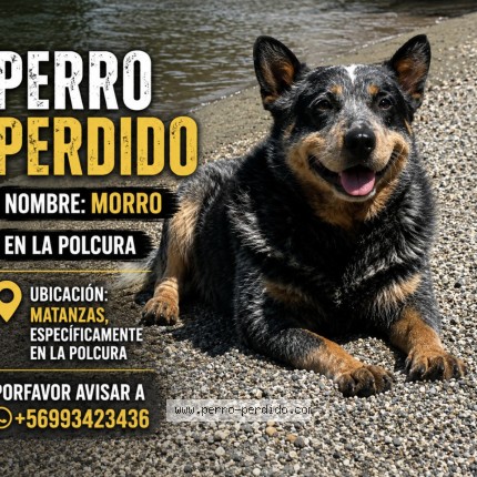 Foto 1/1 morro Perro perdido en Matanzas