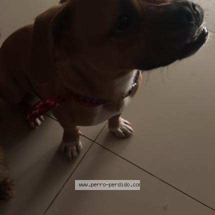Foto 1/1 Perro encontrado Encontrado en Los Olivos