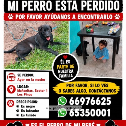 Foto 1/1 negro o lion Perro perdido en Ciudad De Panama