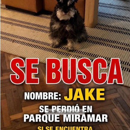 Foto 1/1 jake Perro perdido en Ciudad De La Costa