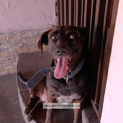 Foto 1/1 Perro encontrado Encontrado en Moravia