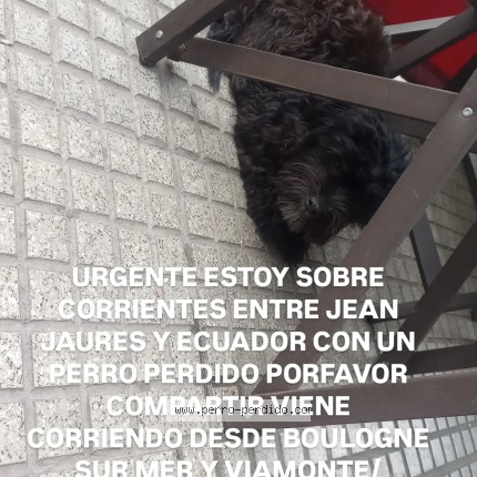 Foto 1/1 Perro encontrado Encontrado en Capital Federal Zona Abasto