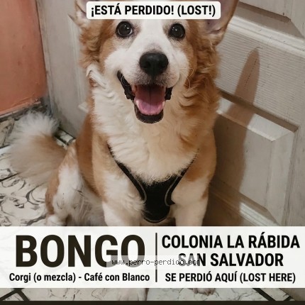 Foto 1/1 Perro encontrado Perdido en San Salvador