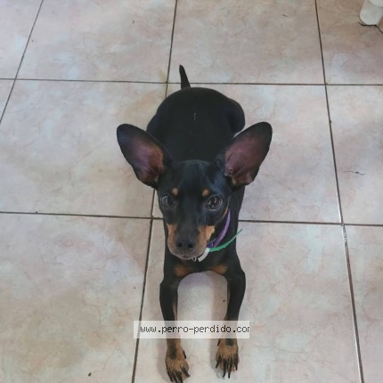 Foto 1/1 Thor Perro perdido en Managua