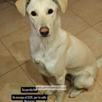 Foto 1/1 Kai Perro perdido en Monte Grande