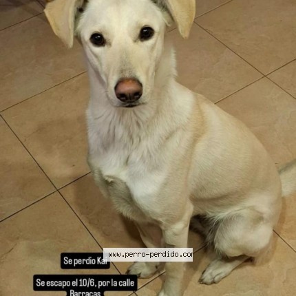 Foto de perro encontrado en El Jaguel