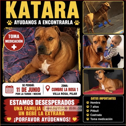 Foto de perro perdido en Pilar Cumbre La Rosa Ii