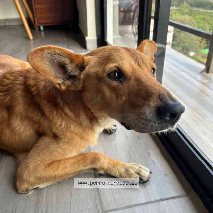 Foto 1/1 Perro encontrado Encontrado en Atizapan De Zaragoza