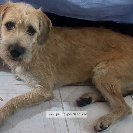 Foto de perro perdido en Ciudad De Mexico