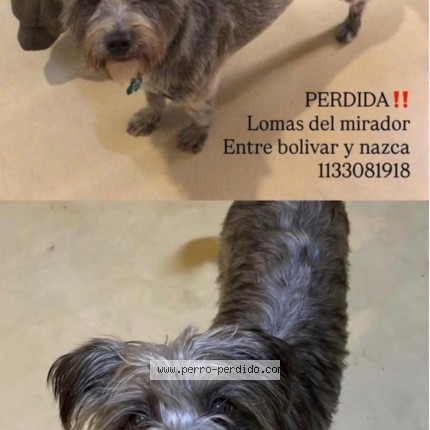 Foto 1/1 morci Perro perdido en Buenos Aires