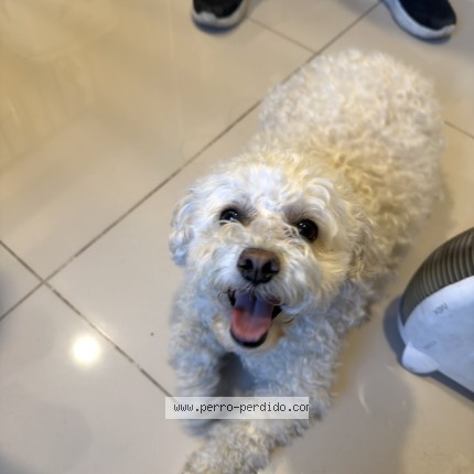 Foto 1/1 Perro encontrado Encontrado en Santiago