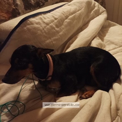 Foto 1/1 Perro encontrado Encontrado en Ibiza San Miguel