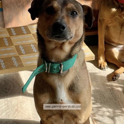 Foto 1/2 chicho Perro perdido en Lujan