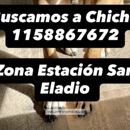 Foto 2/2 chicho Perro perdido en Lujan