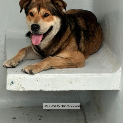 Foto de perro encontrado en Ciudad De Mexico