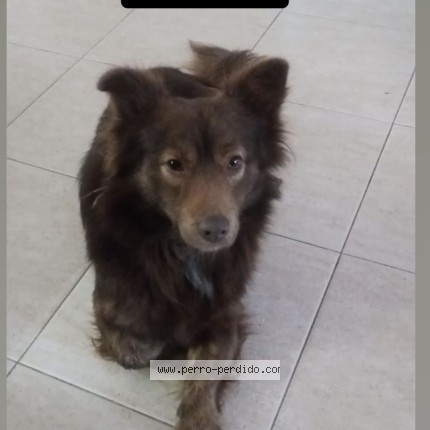 Foto de perro encontrado en Quilmes