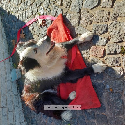 Foto 1/1 Perro encontrado Encontrado en La Lucila Vte Lopez Pcia De