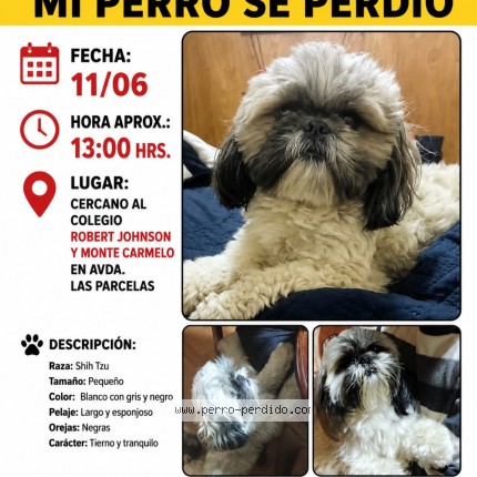 Foto 1/1 locky Perro perdido en Alto Hospicio