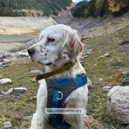 Foto de un perro reunido en Saint Martin D Armagnac