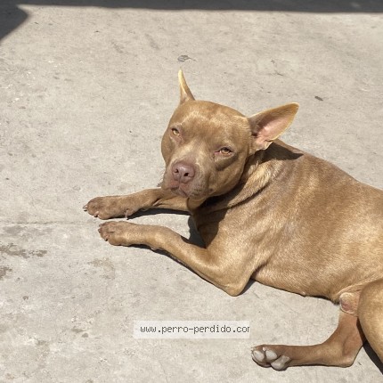 Foto de perro perdido en Gonzalez Catan