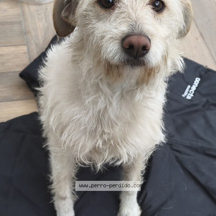 Foto 1/1 Perro encontrado Encontrado en Puente Alto