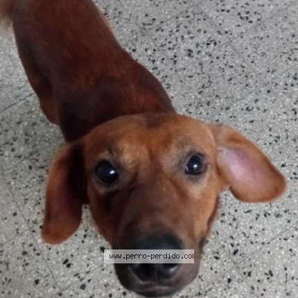 Foto de perro perdido en Lanus