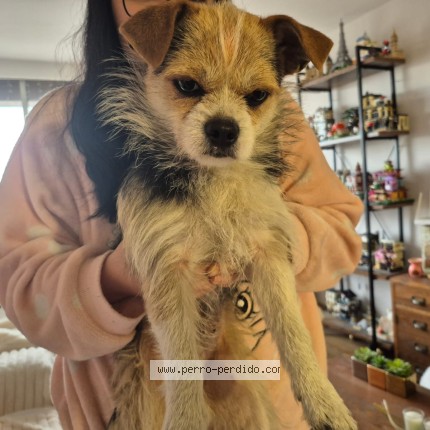 Foto 1/1 Perro encontrado Encontrado en Santiago