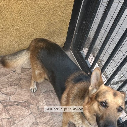 Foto 1/1 Perro encontrado Encontrado en La Florida