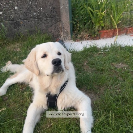 Foto de un perro reunido en Beauval