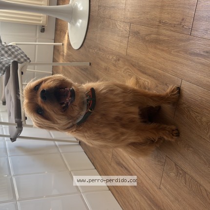Foto de perro perdido en Alaejos
