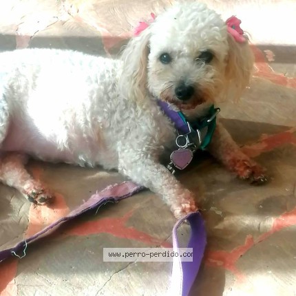 Foto 1/1 tiffany Perro perdido en Desmonte San Mateo Costa Rica
