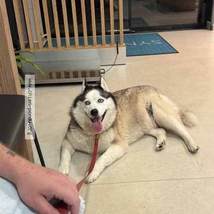 Foto de un perro reunido en Notre Dame De Bondeville