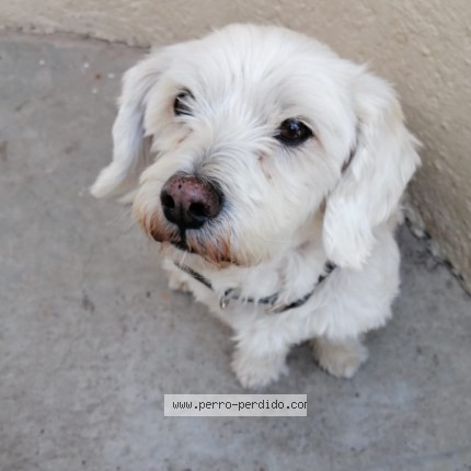 Foto de perro perdido en Estado De Mexico