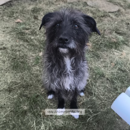 Foto de un perro reunido en Auxerre