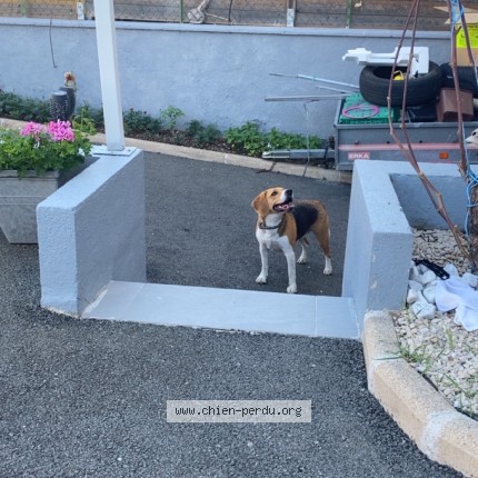 Foto de un perro reunido en Roanne